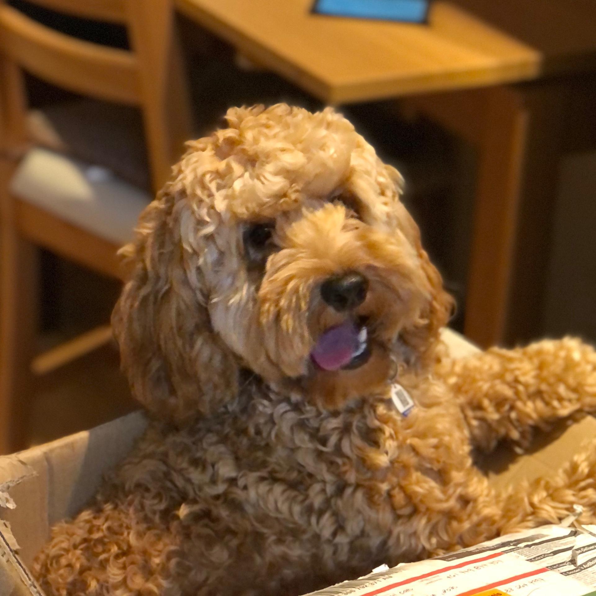 Prapatsorn La Rose